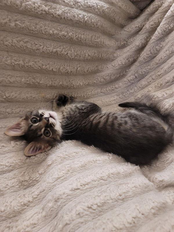 Enlarge Ezra25, a Adopted mixed breed in Nashville, TN image 2/3