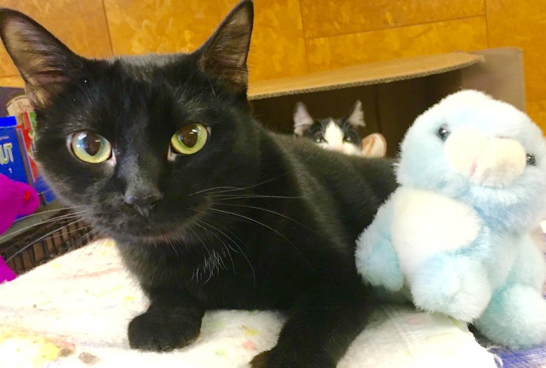 Fredricca, a Adoptable Domestic Short Hair in Kansas City, MO image 1/2