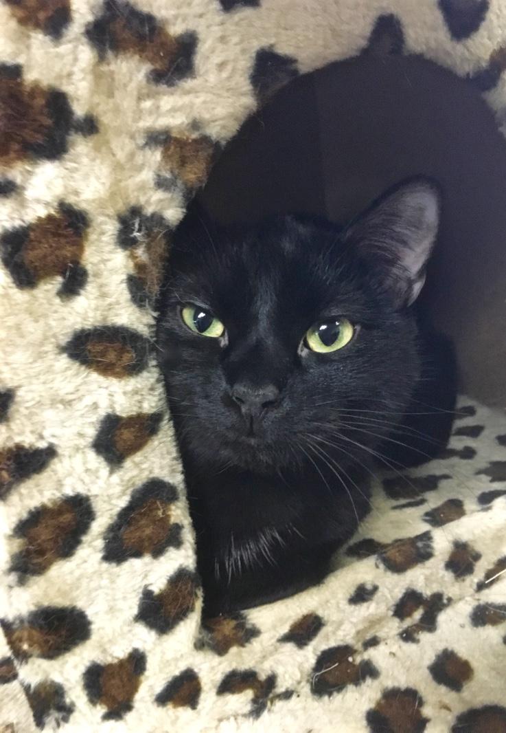 Fredricca, a Adoptable Domestic Short Hair in Kansas City, MO image 2/2