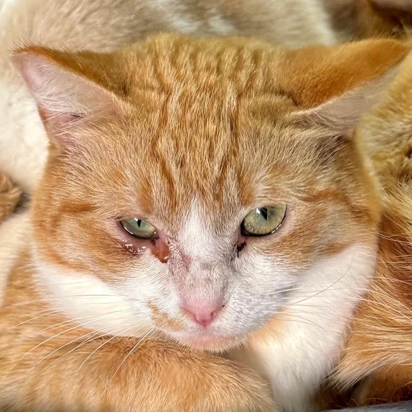 Snuggles, a Adoptable Domestic Short Hair in Redwood Valley, CA image 2/6