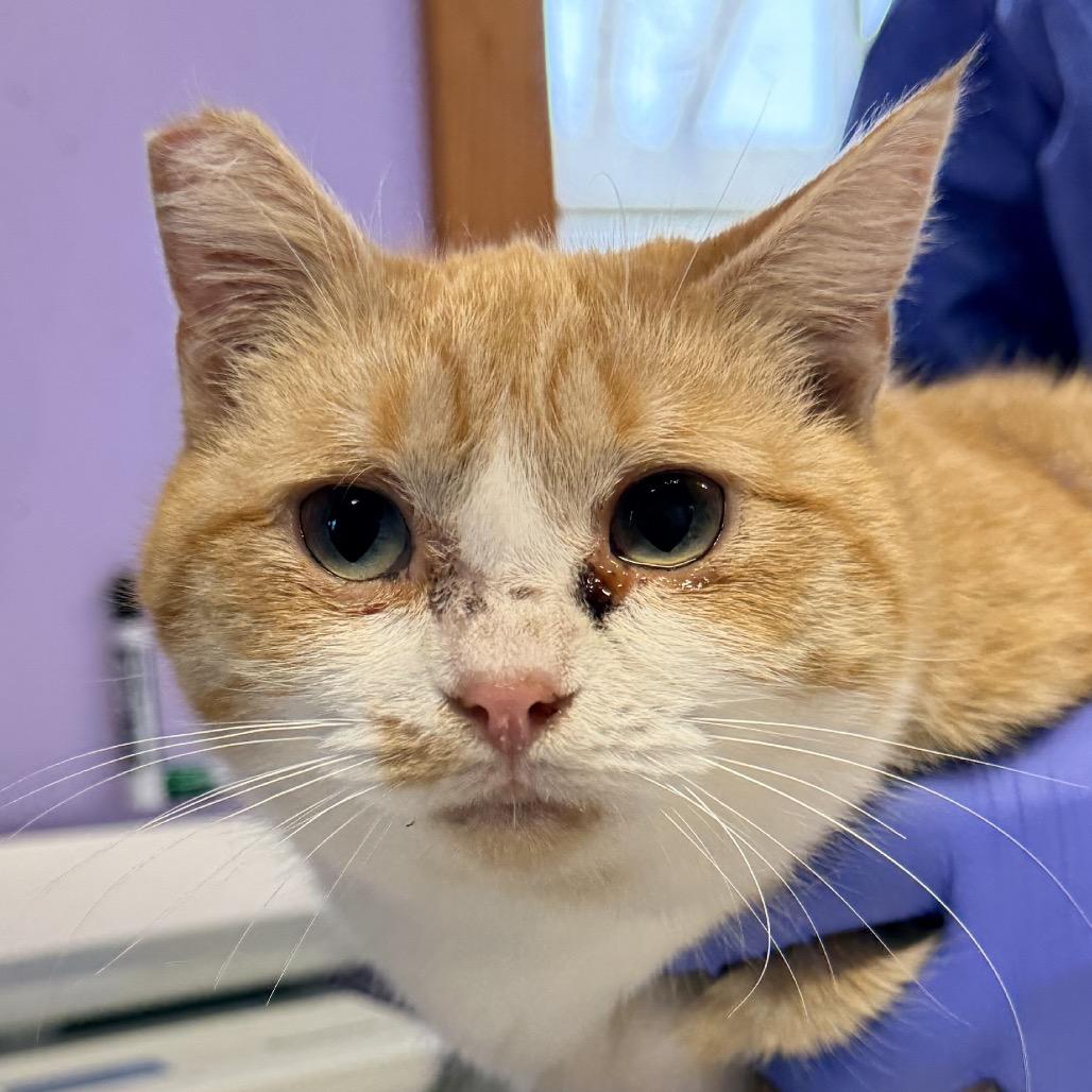 Snuggles, a Adoptable Domestic Short Hair in Redwood Valley, CA image 3/6