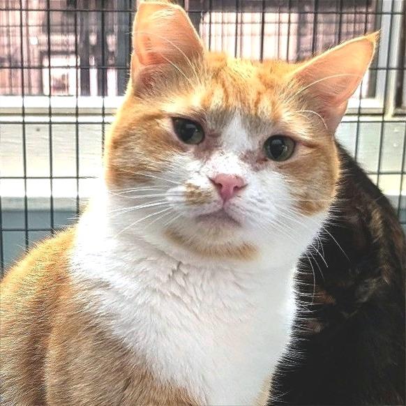 Enlarge Snuggles, a Adoptable Domestic Short Hair in Redwood Valley, CA image 4/5