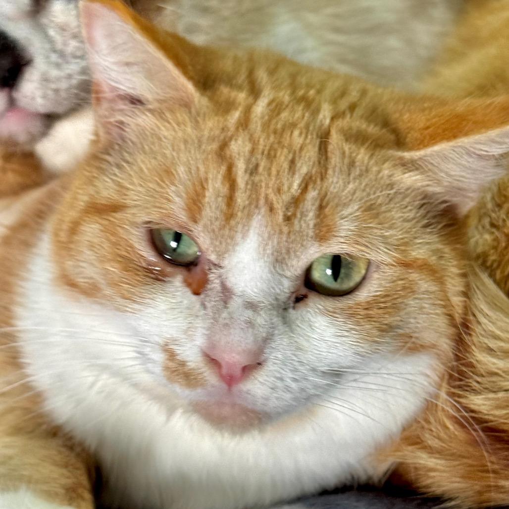 Snuggles, a Adoptable Domestic Short Hair in Redwood Valley, CA image 6/6