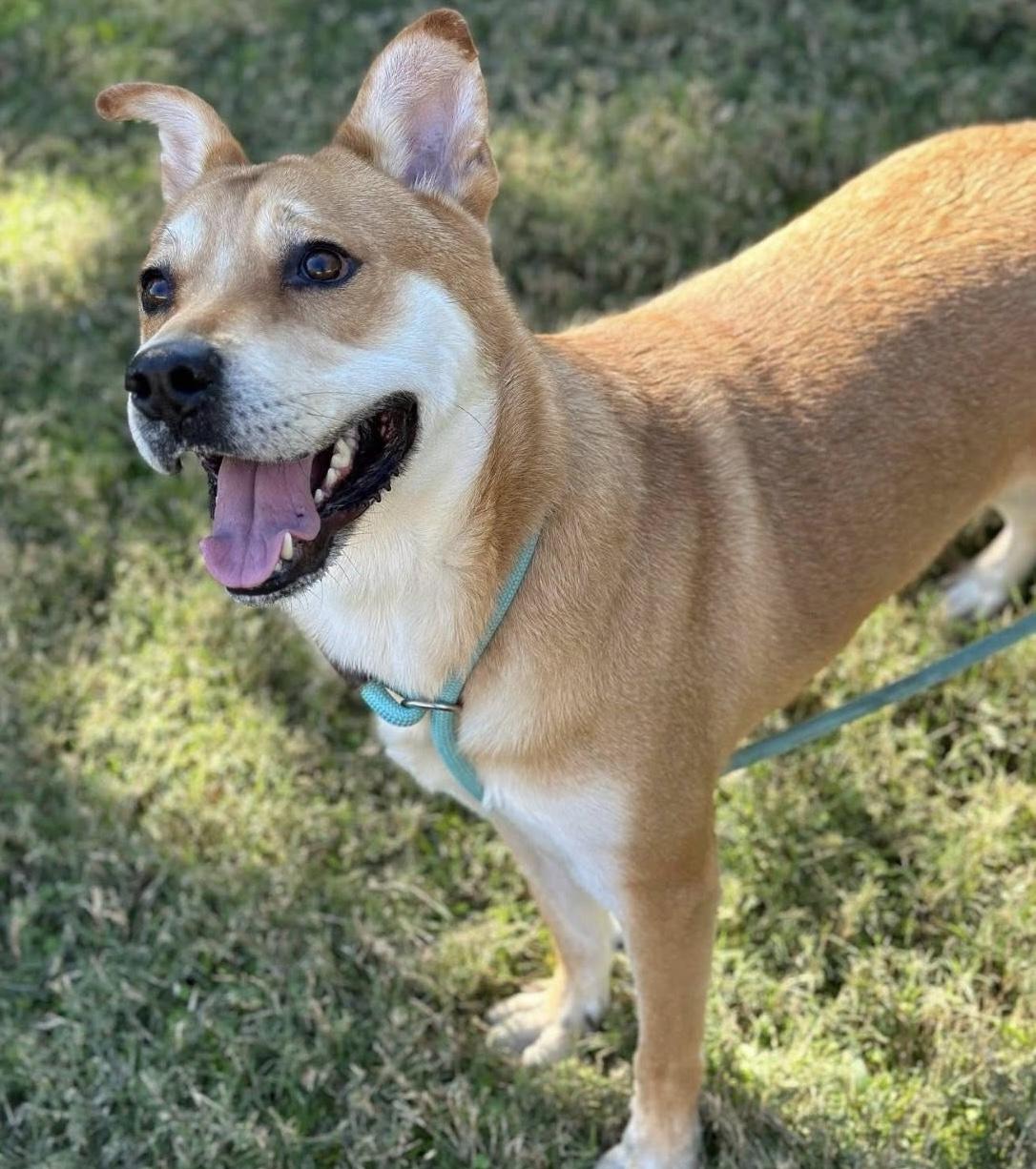 Enlarge Kenji, a Adoptable mixed breed in St. Catharines, ON image 2/6