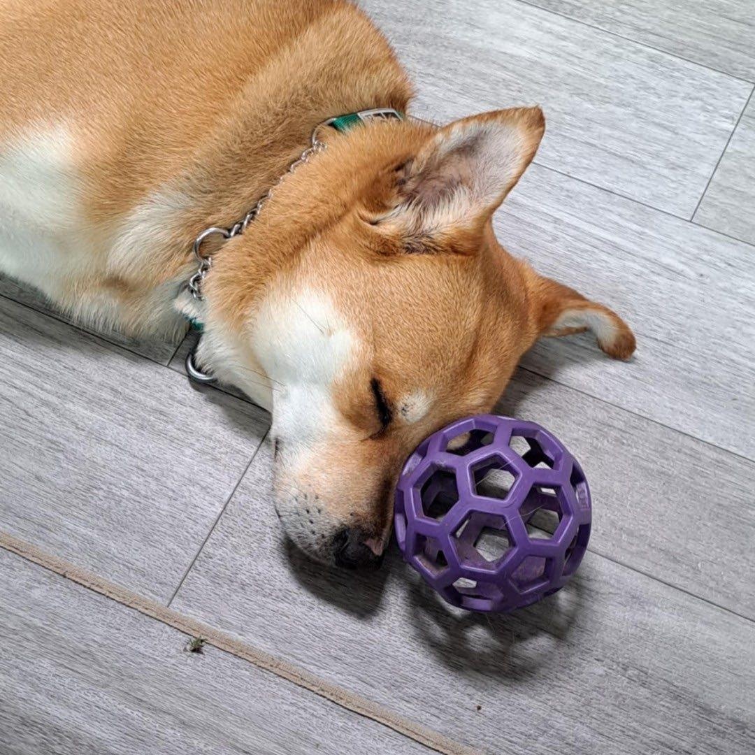 Enlarge Kenji, a Adoptable mixed breed in St. Catharines, ON image 4/6