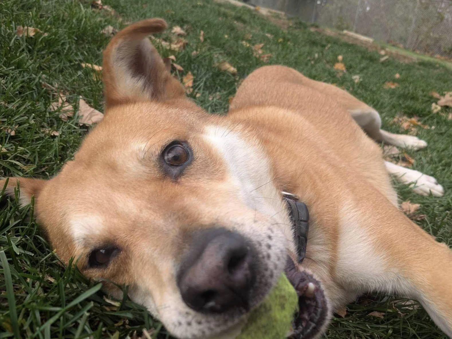 Enlarge Kenji, a Adoptable mixed breed in St. Catharines, ON image 6/6