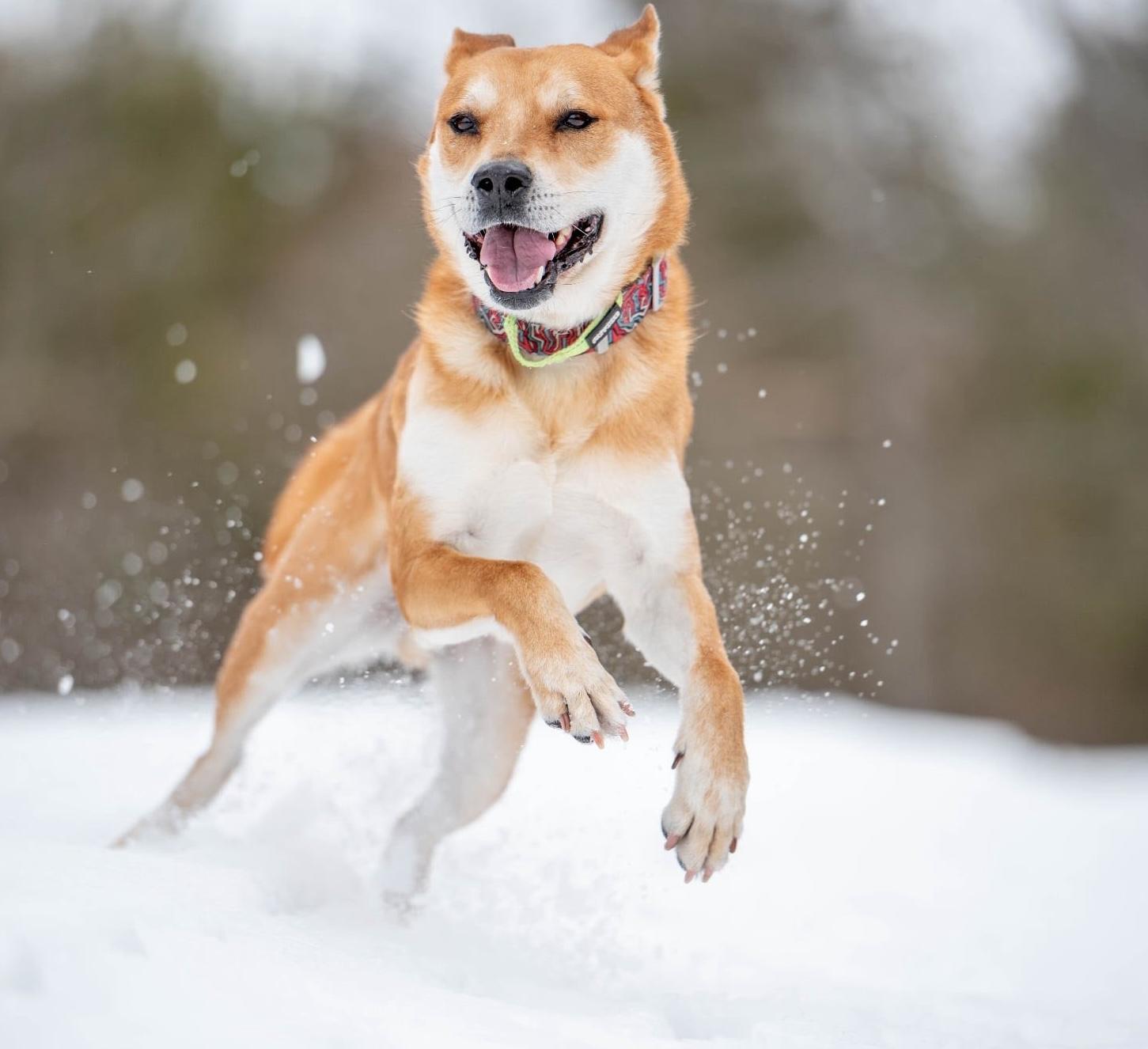 Enlarge Kenji, a Adoptable mixed breed in St. Catharines, ON image 3/6