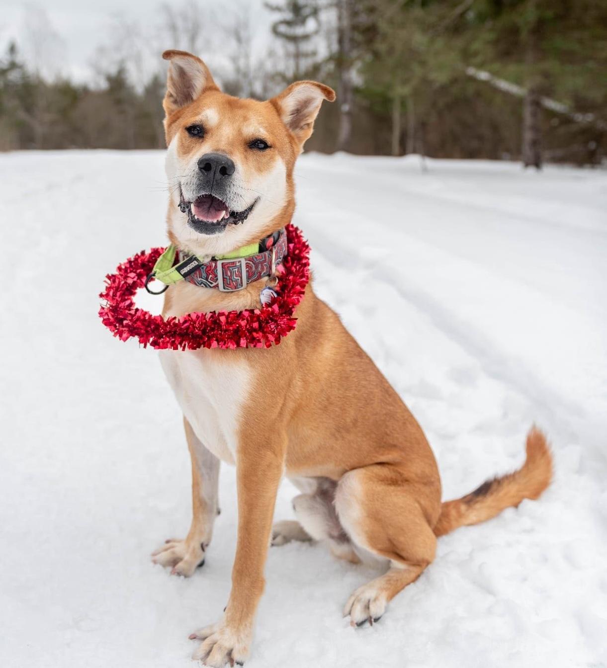 Enlarge Kenji, a Adoptable mixed breed in St. Catharines, ON image 1/6