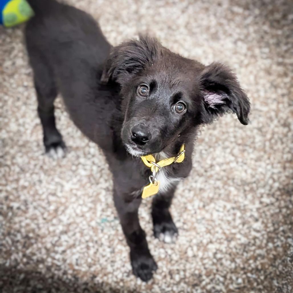 Lucky, Adoptable, Puppy Male Spaniel.