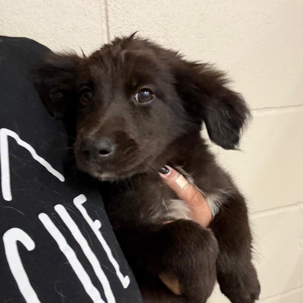 Enlarge Lucky, a Adoptable Spaniel in Norman, OK image 2/2