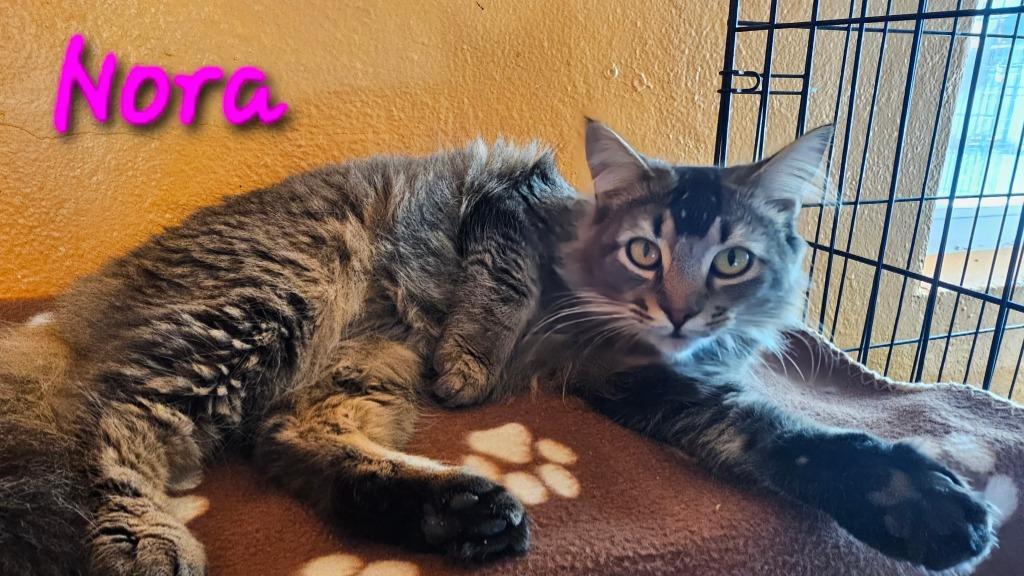 Enlarge Nora, a Adoptable mixed breed in Marianna, FL image 1/1