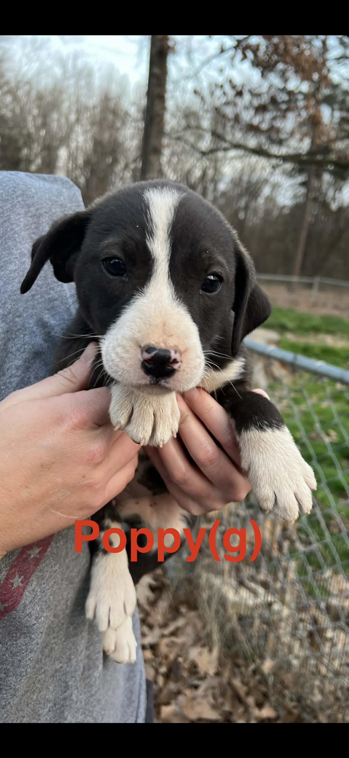Poppy, Adoptable, Puppy Female Beagle.