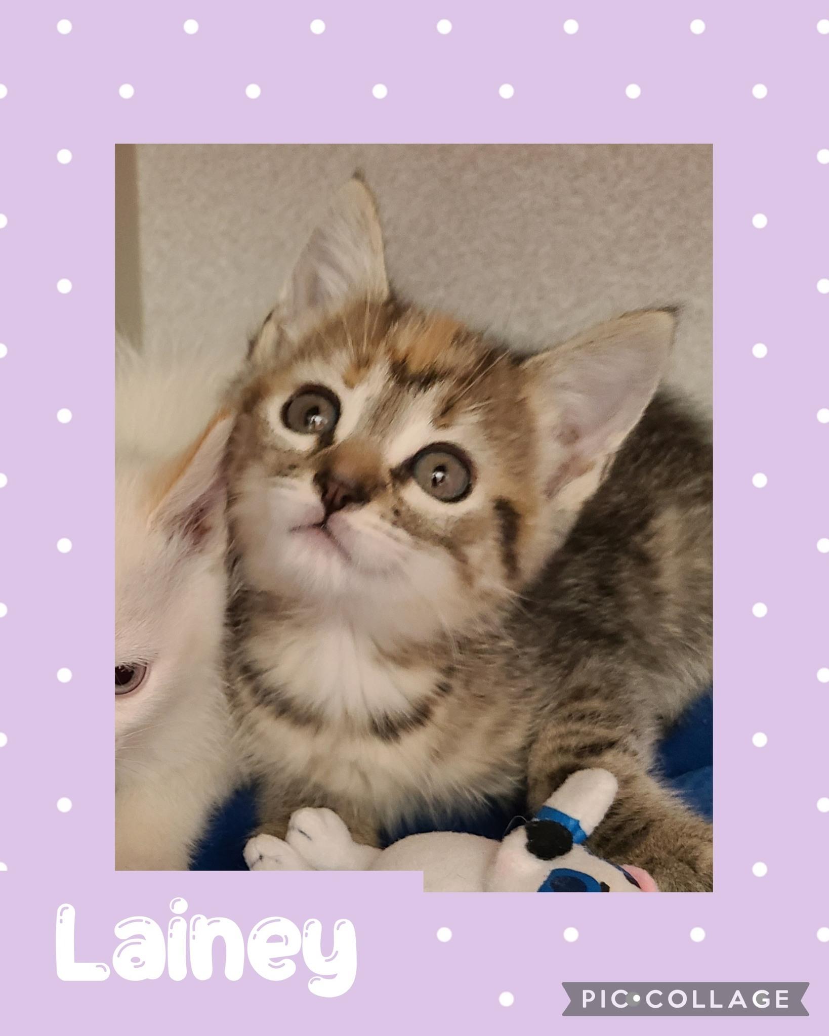 Lainey, an adoptable Domestic Short Hair in Iron River, MI, 49935 | Photo Image 1