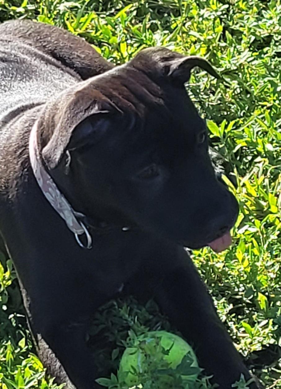 Xena, Adoptable, Puppy Female Pit Bull Terrier & Chocolate Labrador Retriever.