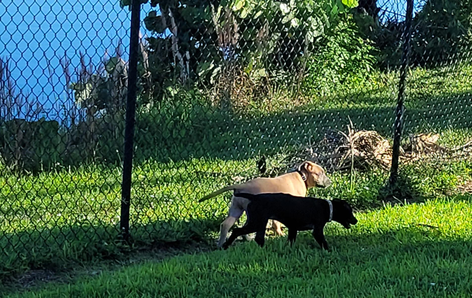 Xena, a Adoptable mixed breed in Deerfield Beach, FL image 2/6