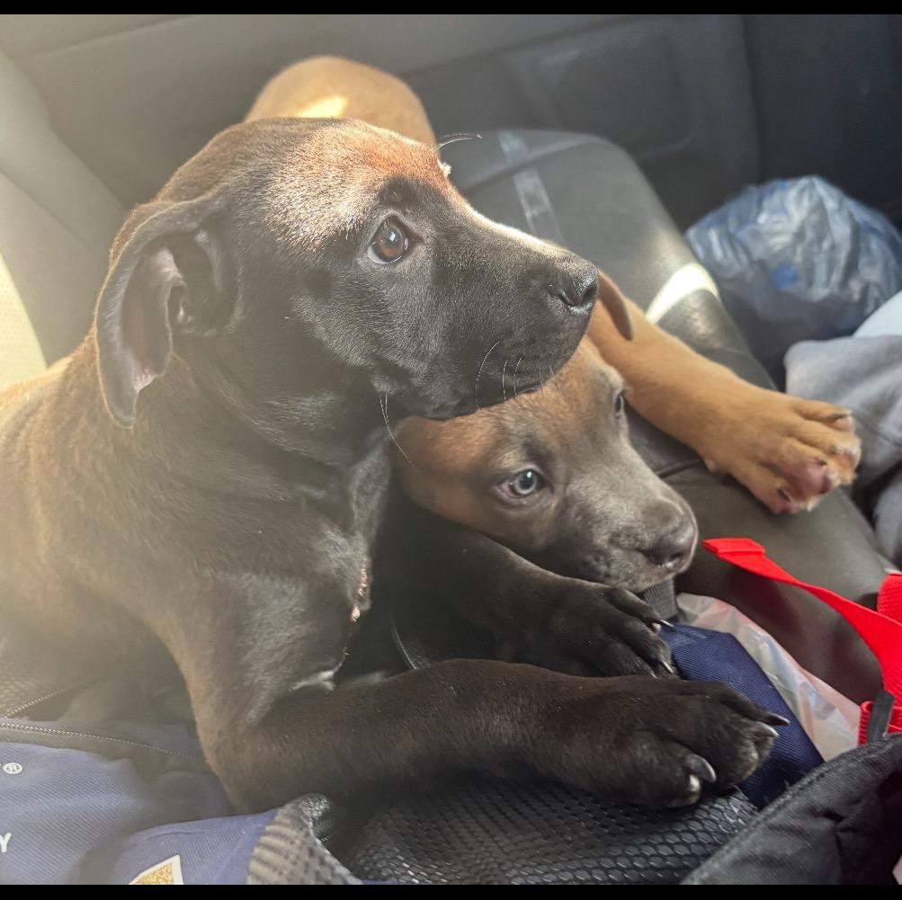 Xena, a Adoptable mixed breed in Deerfield Beach, FL image 3/6