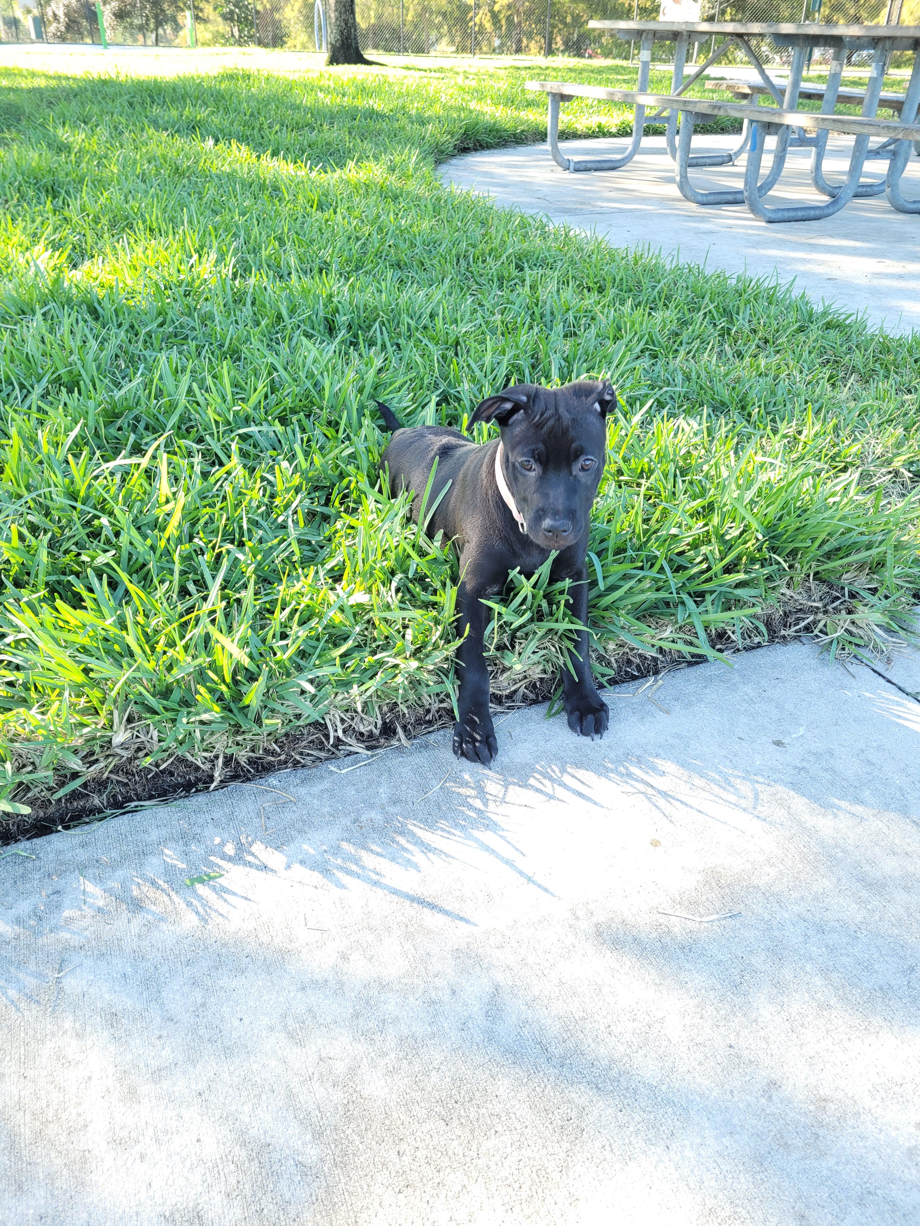 Xena, a Adoptable mixed breed in Deerfield Beach, FL image 4/6