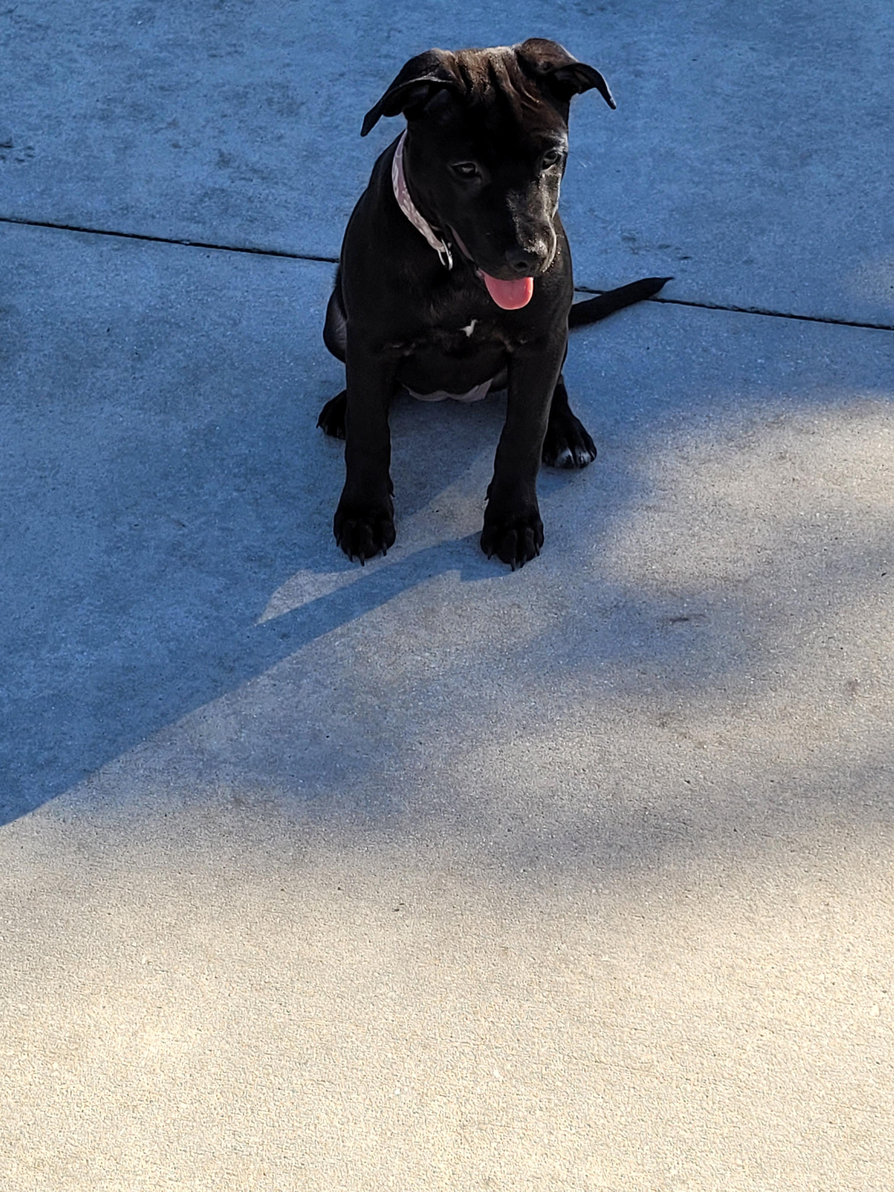 Xena, a Adoptable mixed breed in Deerfield Beach, FL image 5/6