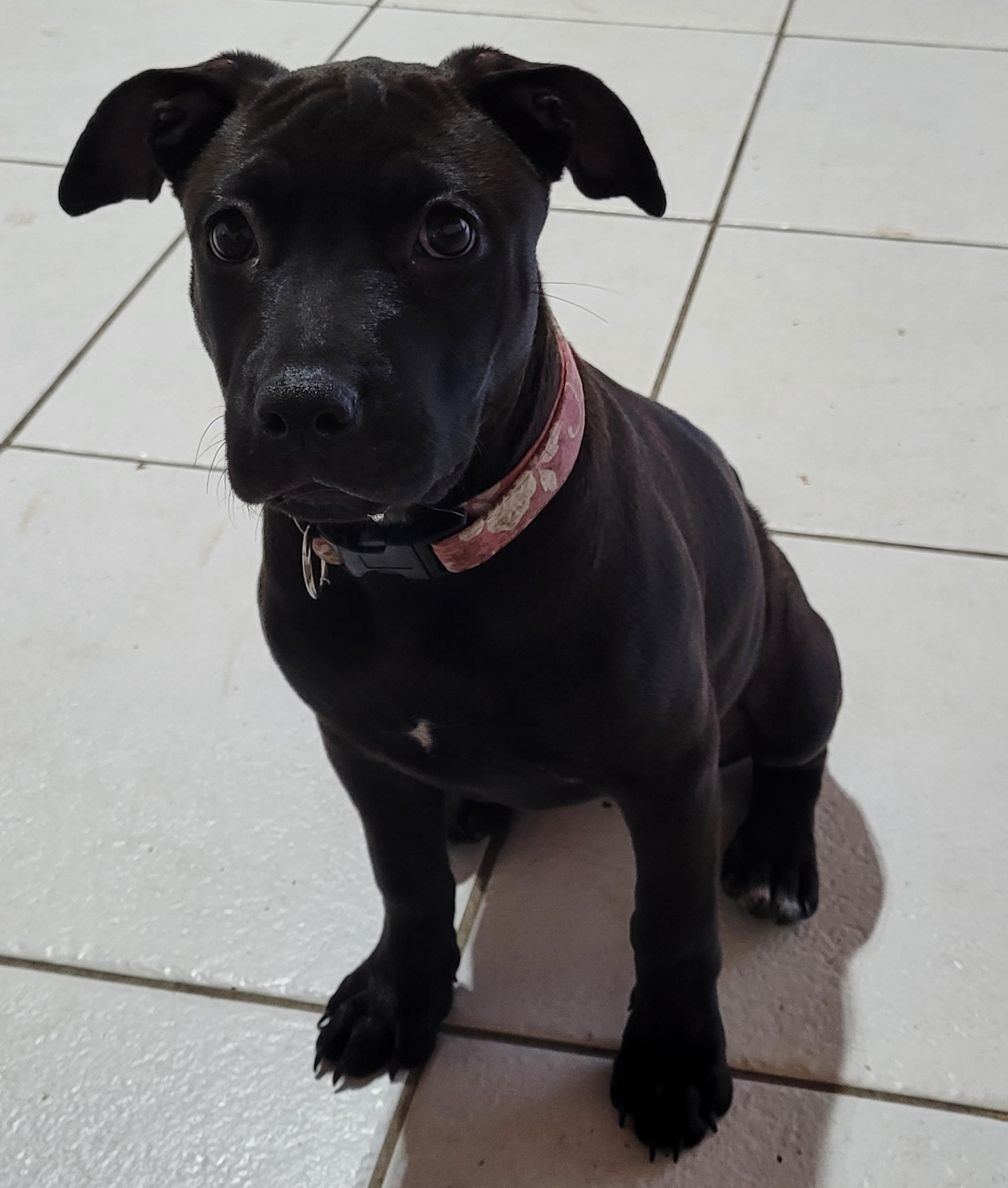 Xena, a Adoptable mixed breed in Deerfield Beach, FL image 6/6