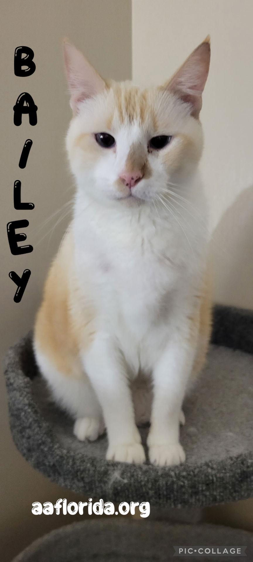 Bailey - oh so handsome & cuddly, Adoptable, Young Male Siamese & Domestic Short Hair.