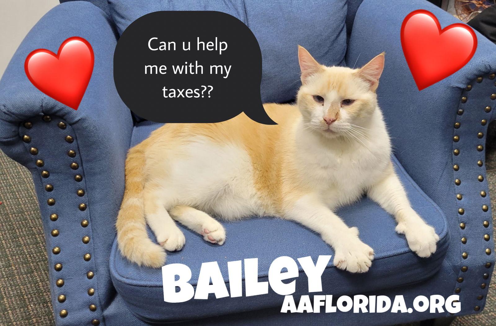 Enlarge Bailey - oh so handsome & cuddly, a Adoptable mixed breed in Pensacola, FL image 2/3