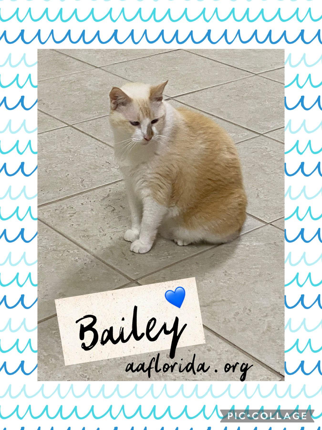 Enlarge Bailey - oh so handsome & cuddly, a Adoptable mixed breed in Pensacola, FL image 3/3