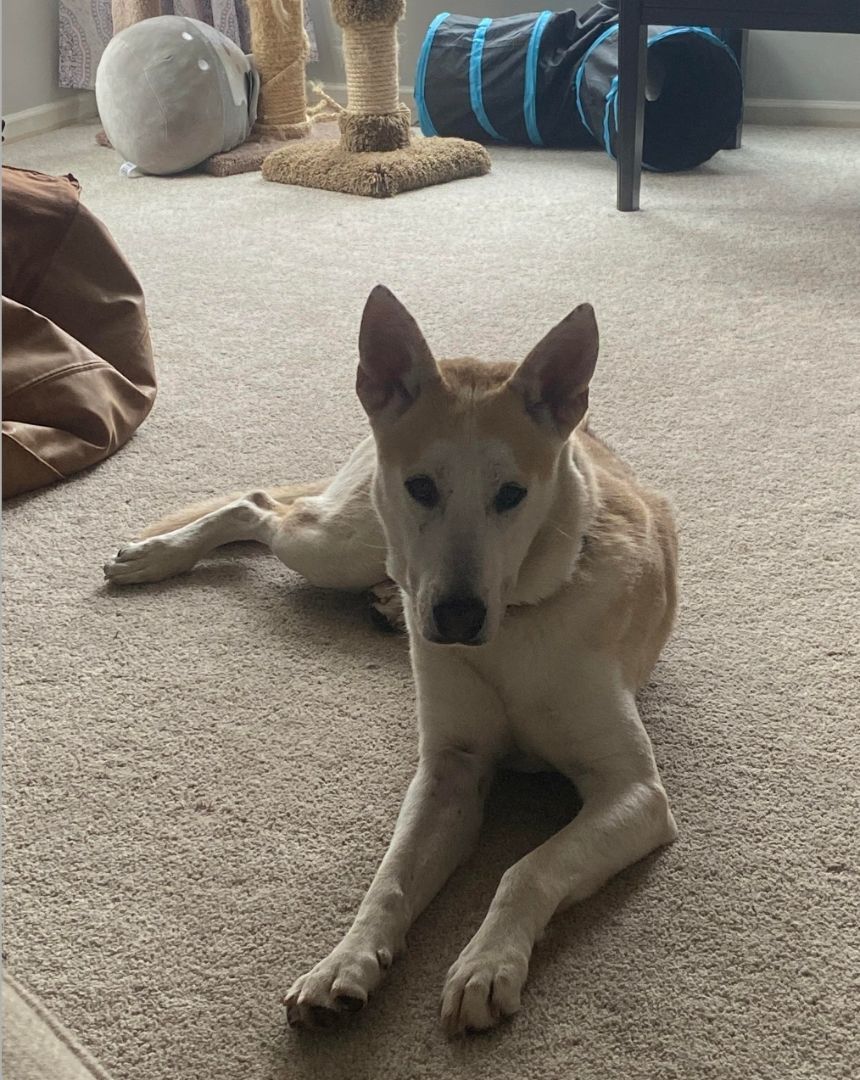 Declan, Adopted, Young Male German Shepherd Dog.