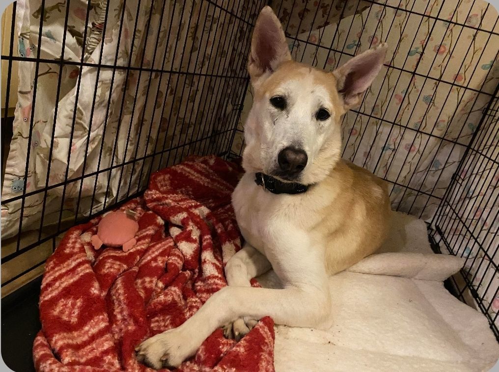 Enlarge Declan, a Adopted mixed breed in Apple Valley, MN image 2/5