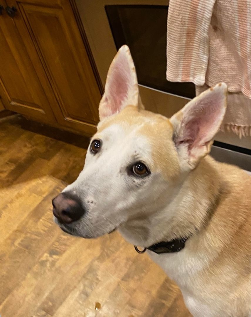 Enlarge Declan, a Adopted mixed breed in Apple Valley, MN image 3/5