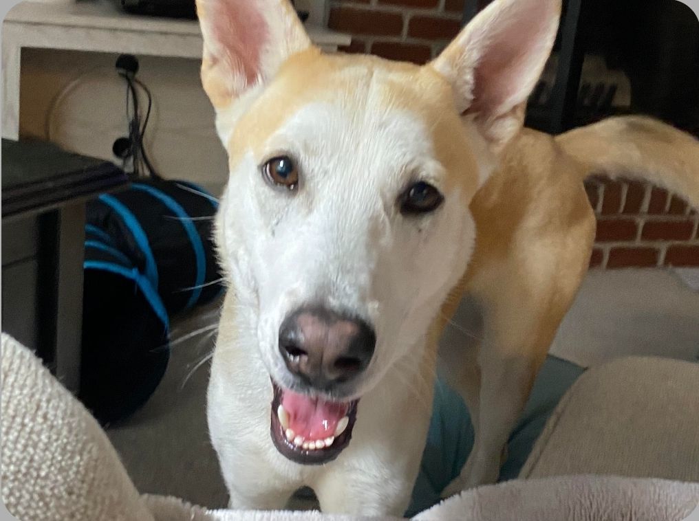 Enlarge Declan, a Adopted mixed breed in Apple Valley, MN image 4/5