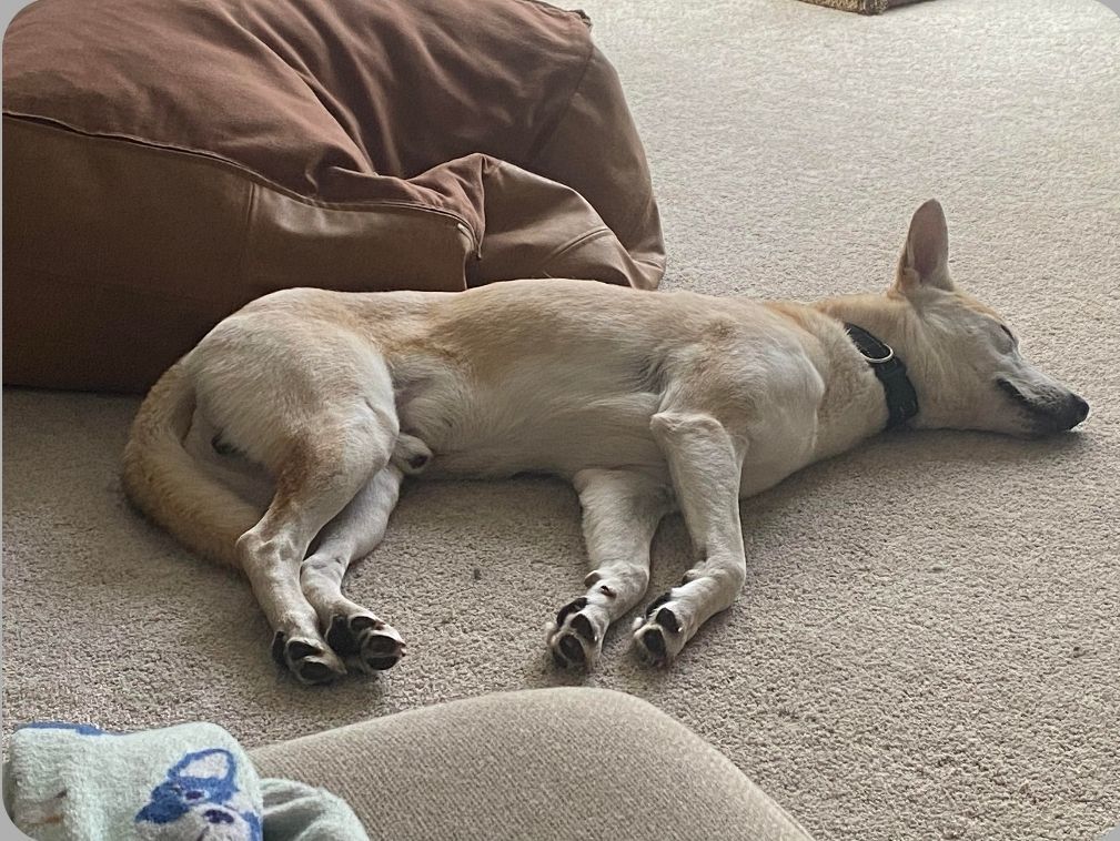 Declan, Adopted, Young Male German Shepherd Dog.