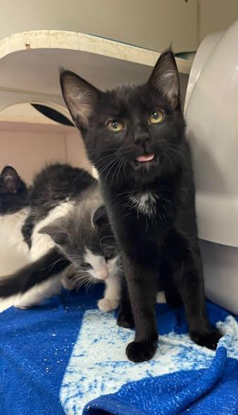 Spicy, a ADOPTABLE Domestic Short Hair in North Kansas City, MO image 2/2