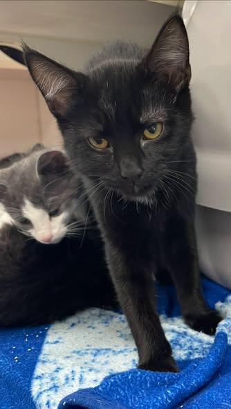 Spicy, a ADOPTABLE Domestic Short Hair in North Kansas City, MO image 1/2