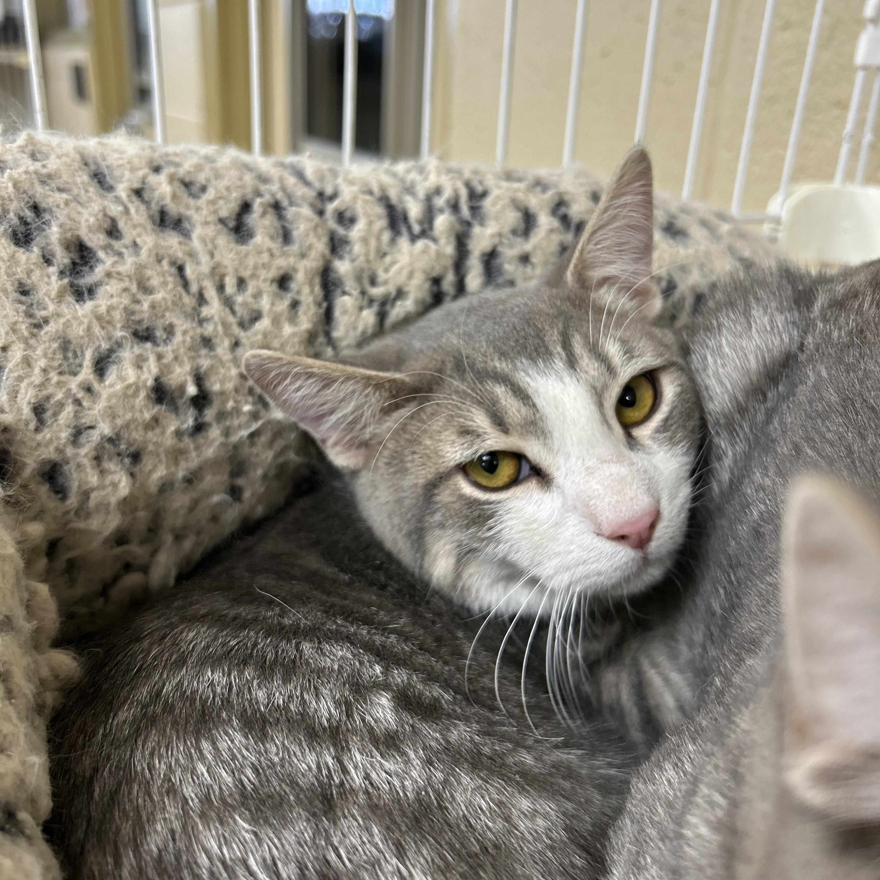 Lucas, ADOPTABLE, Young Male Domestic Short Hair.