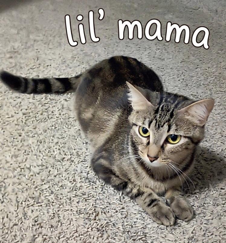Lil' Mama, Adoptable, Young Female Tabby & Domestic Short Hair.
