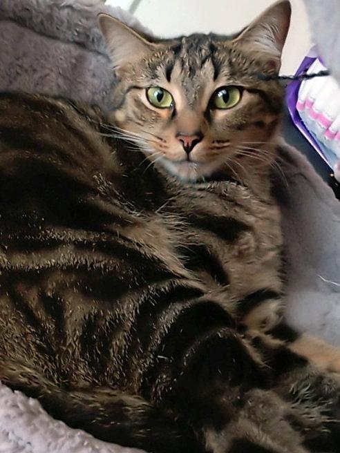 Enlarge Lil' Mama, a Adoptable mixed breed in Alvin, TX image 2/3