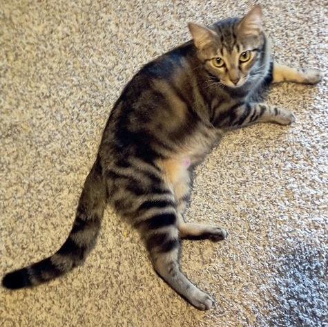 Enlarge Lil' Mama, a Adoptable mixed breed in Alvin, TX image 3/3