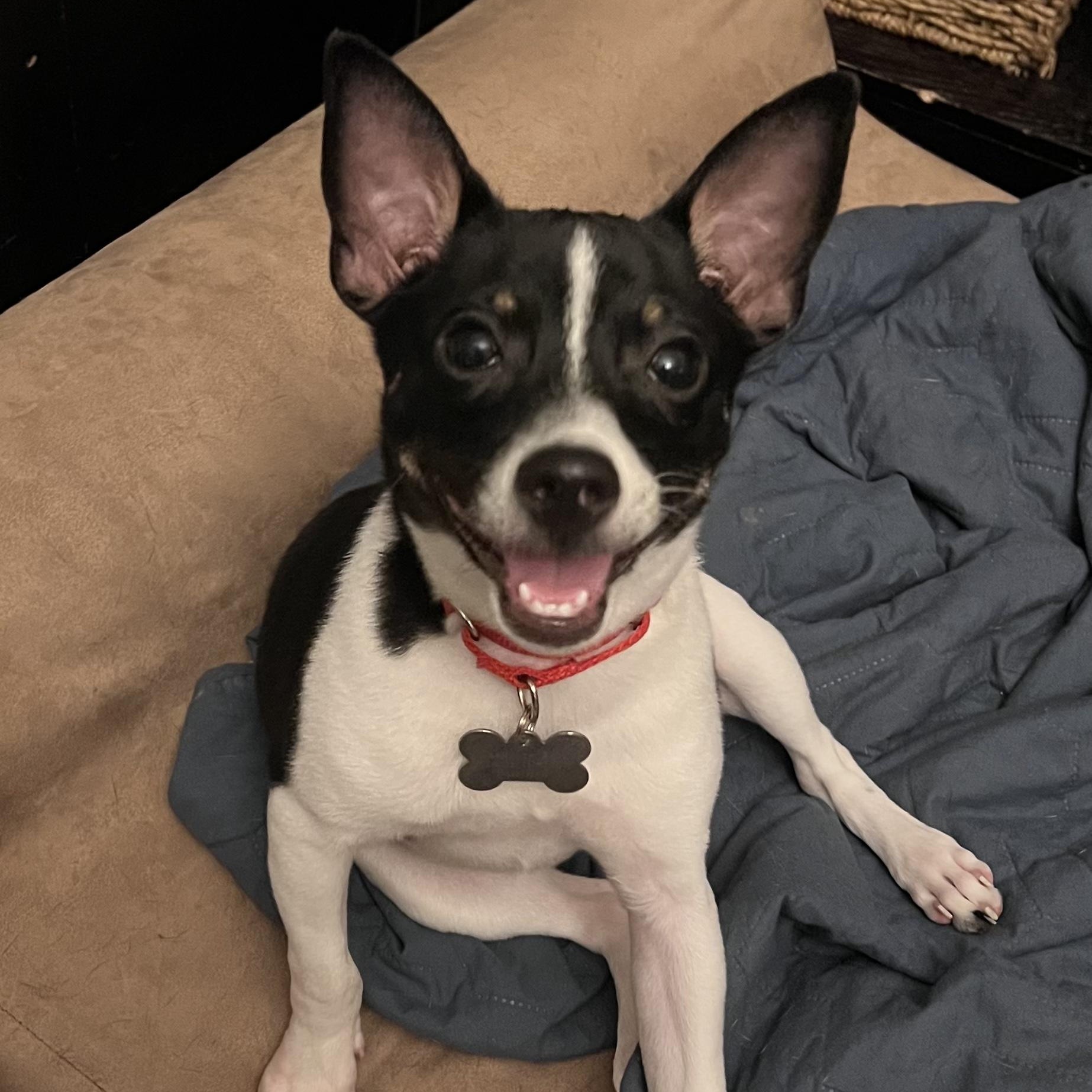 Enlarge Bam Bam, a Adoptable Rat Terrier in New Orleans, LA image 2/6
