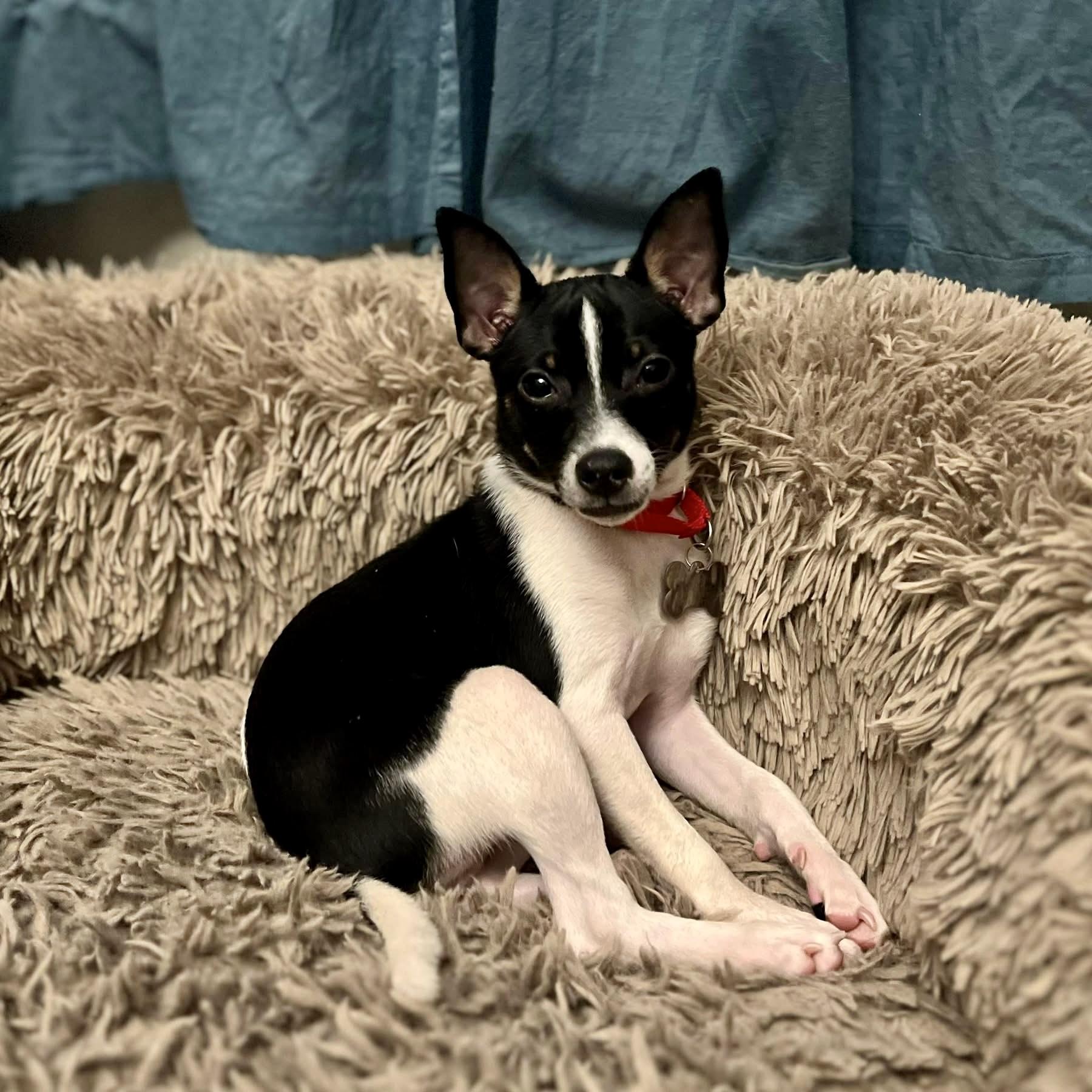 Bam Bam, Adoptable, Puppy Male Rat Terrier.