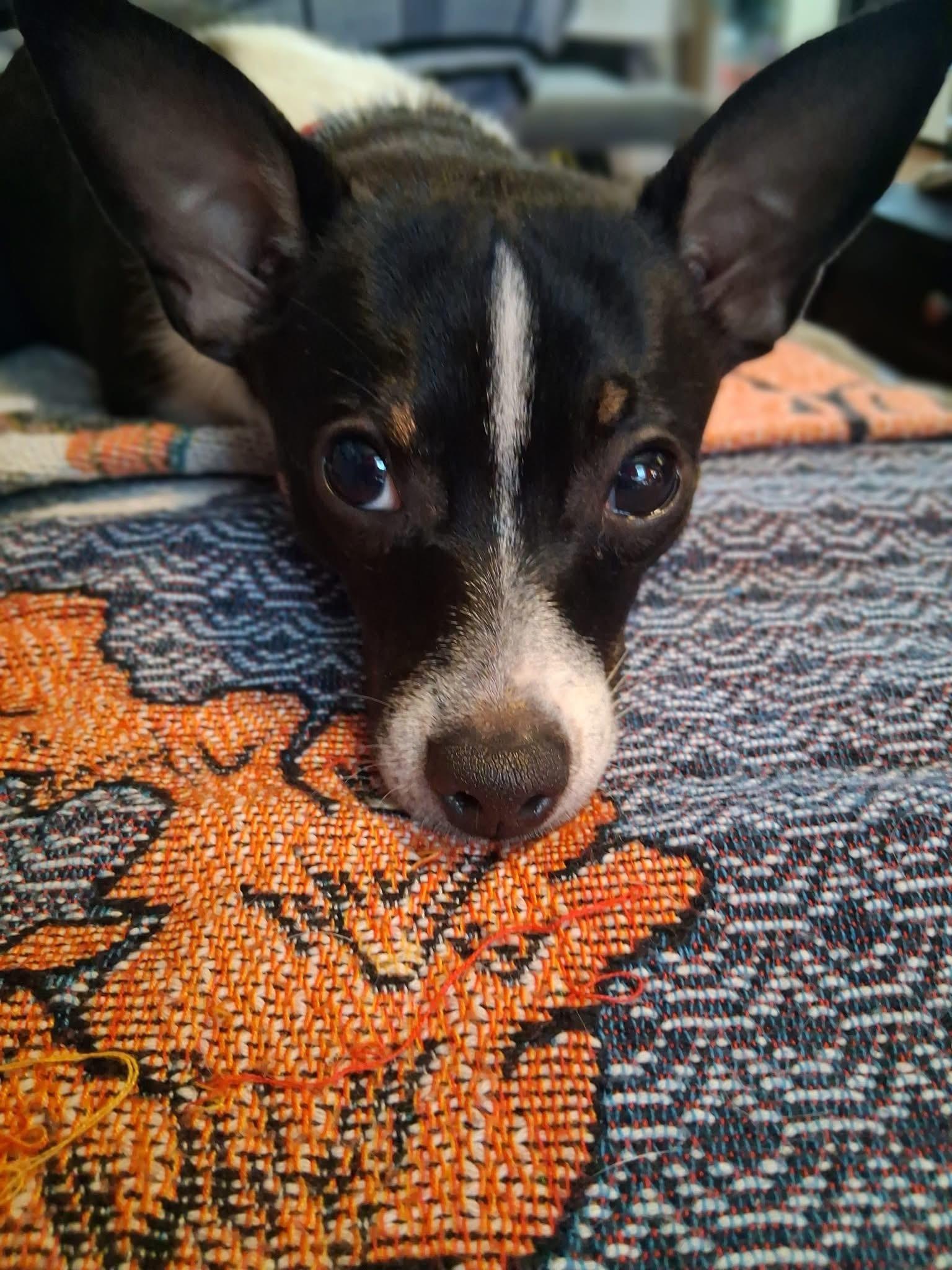 Bam Bam, an adopted Rat Terrier in New Orleans, LA image 3/6