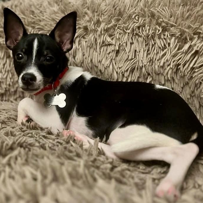 Enlarge Bam Bam, a Adoptable Rat Terrier in New Orleans, LA image 5/6