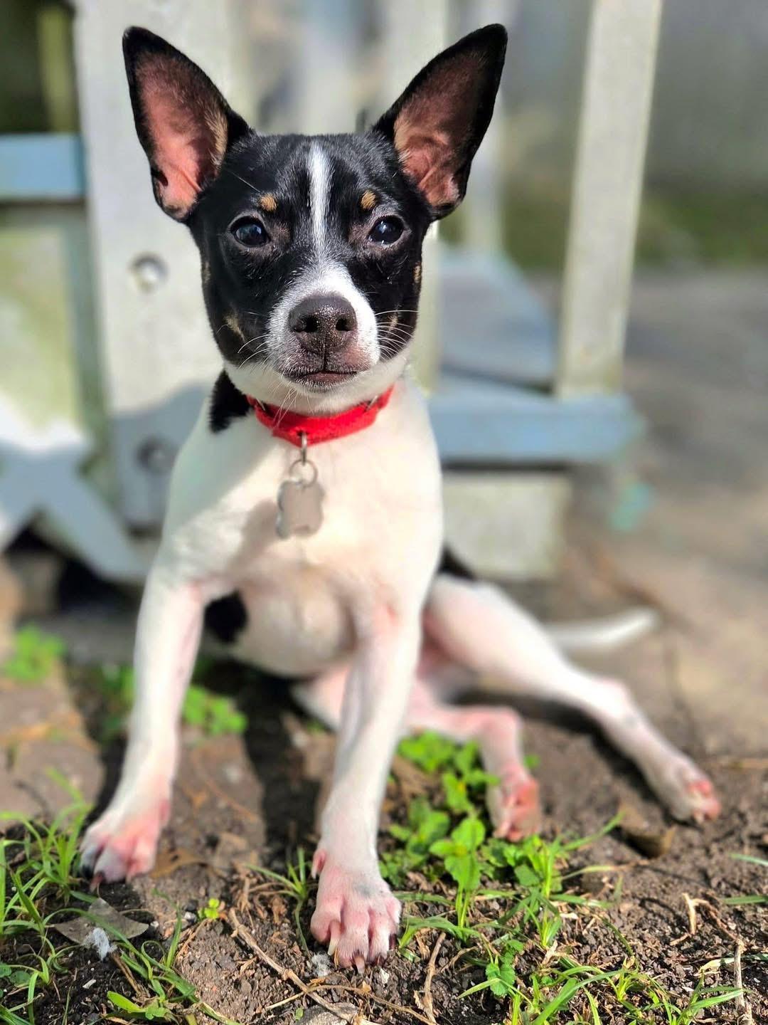 Bam Bam, an adopted Rat Terrier in New Orleans, LA image 1/6