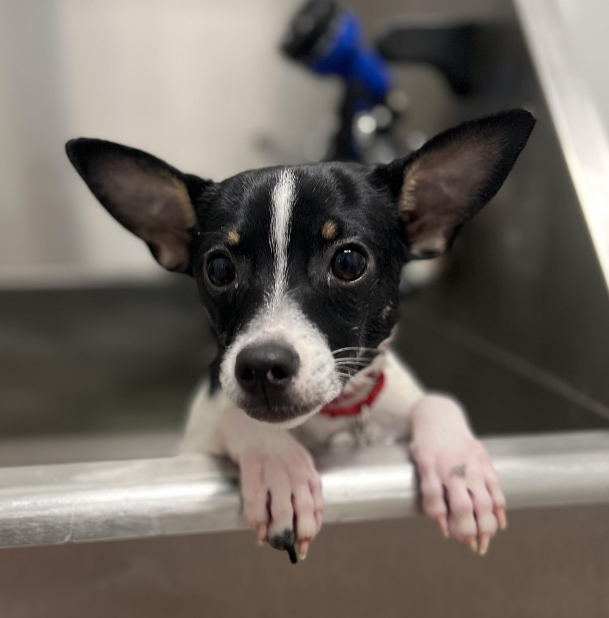 Enlarge Bam Bam, a Adoptable Rat Terrier in New Orleans, LA image 4/6