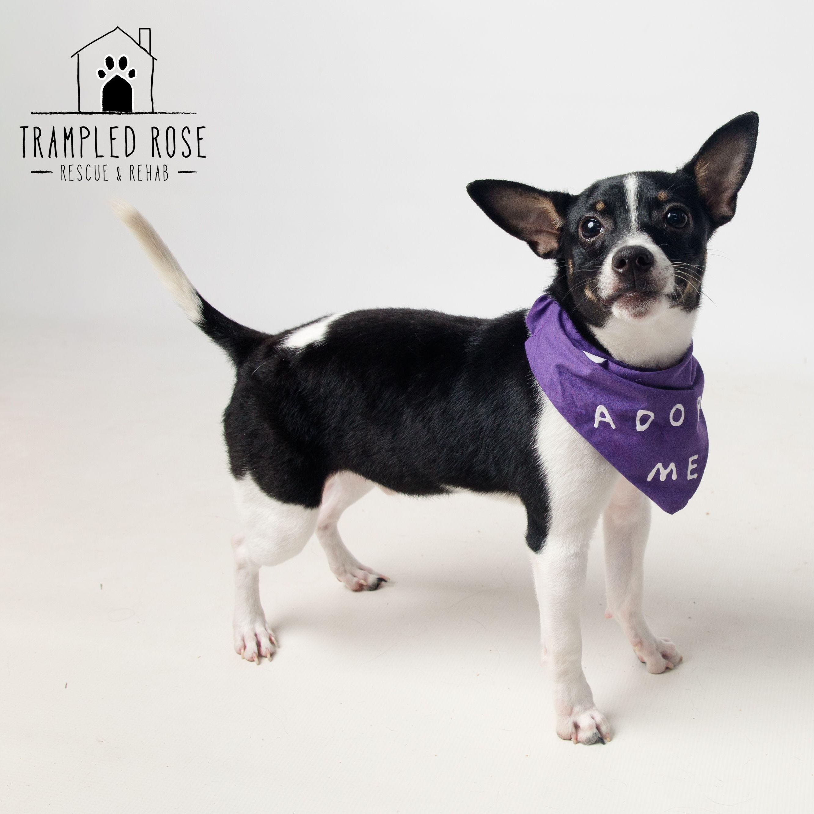 Enlarge Bam Bam, a Adoptable Rat Terrier in New Orleans, LA image 3/6