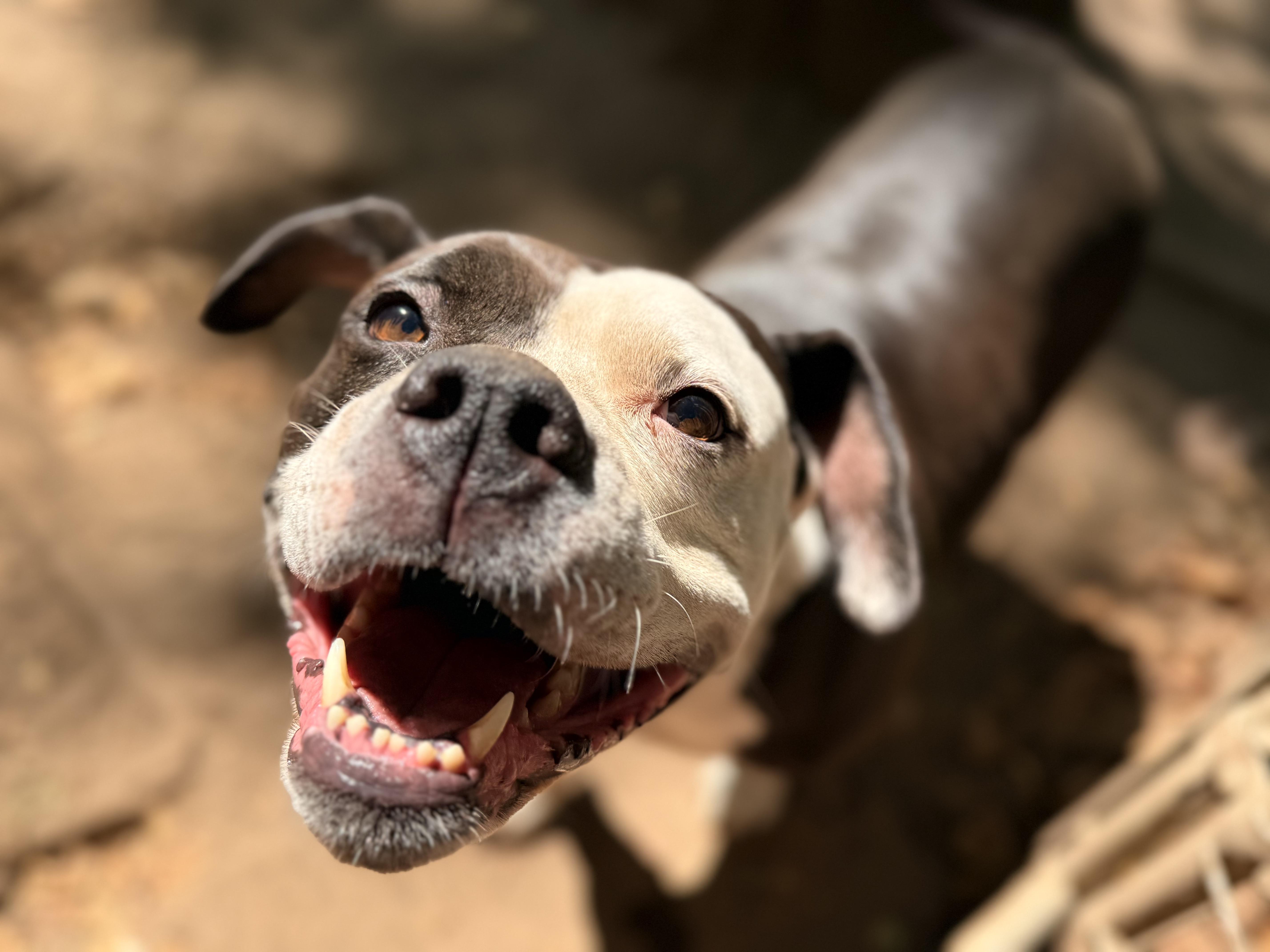 Enlarge Monkey, a Adoptable mixed breed in Addison, ON image 1/4