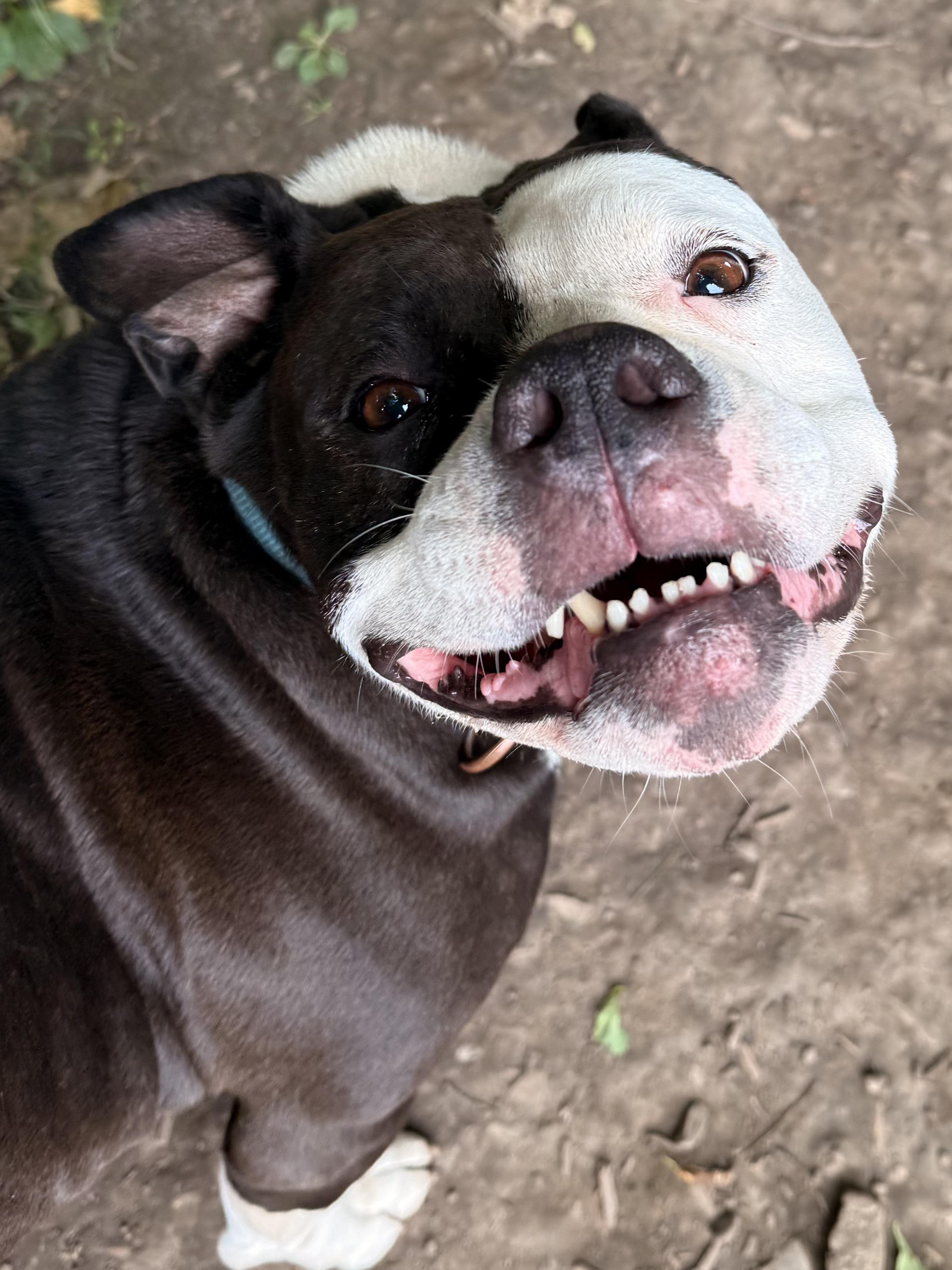 Enlarge Monkey, a Adoptable mixed breed in Addison, ON image 2/4