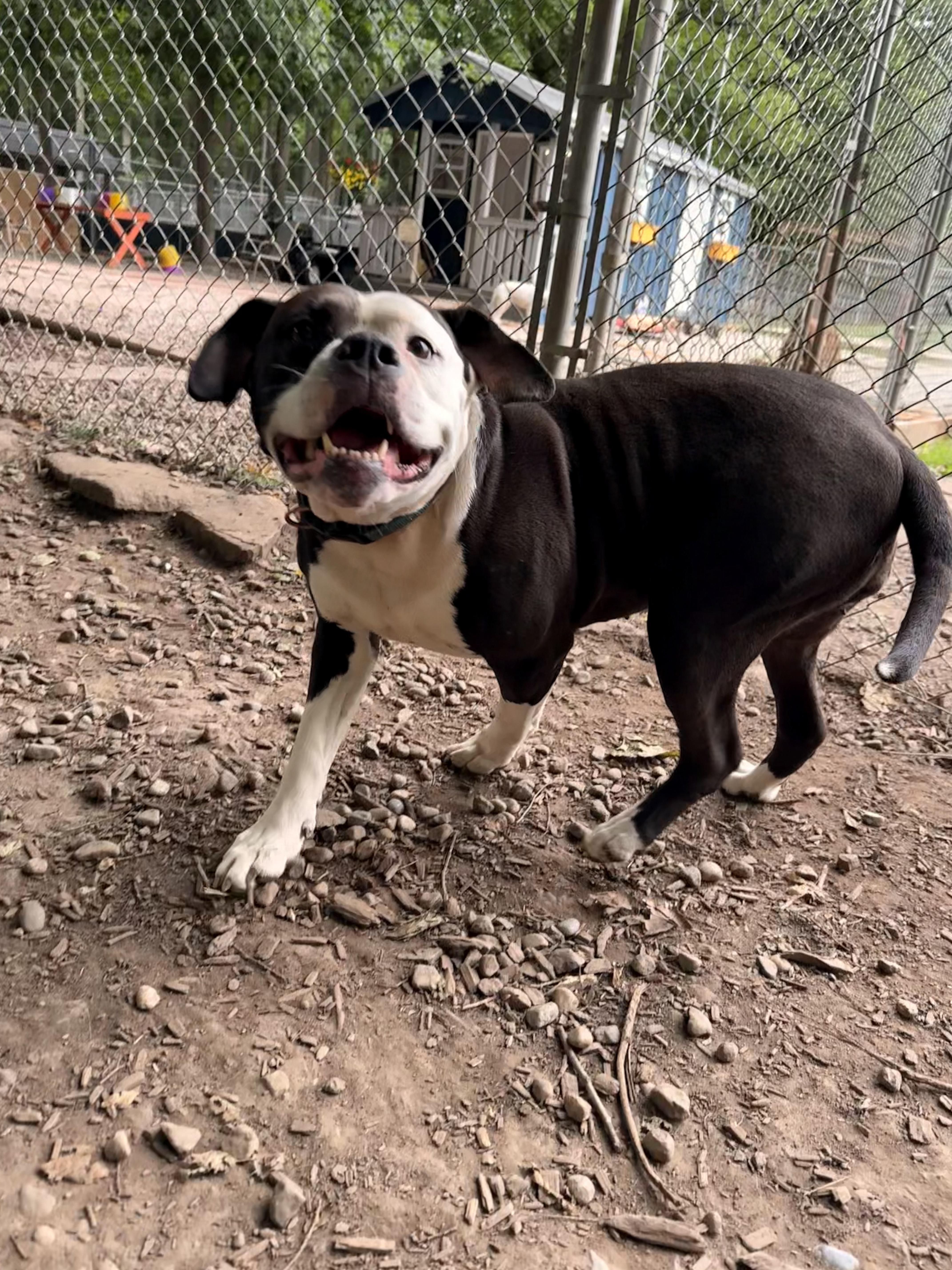 Monkey, Adoptable, Adult Female American Bully.