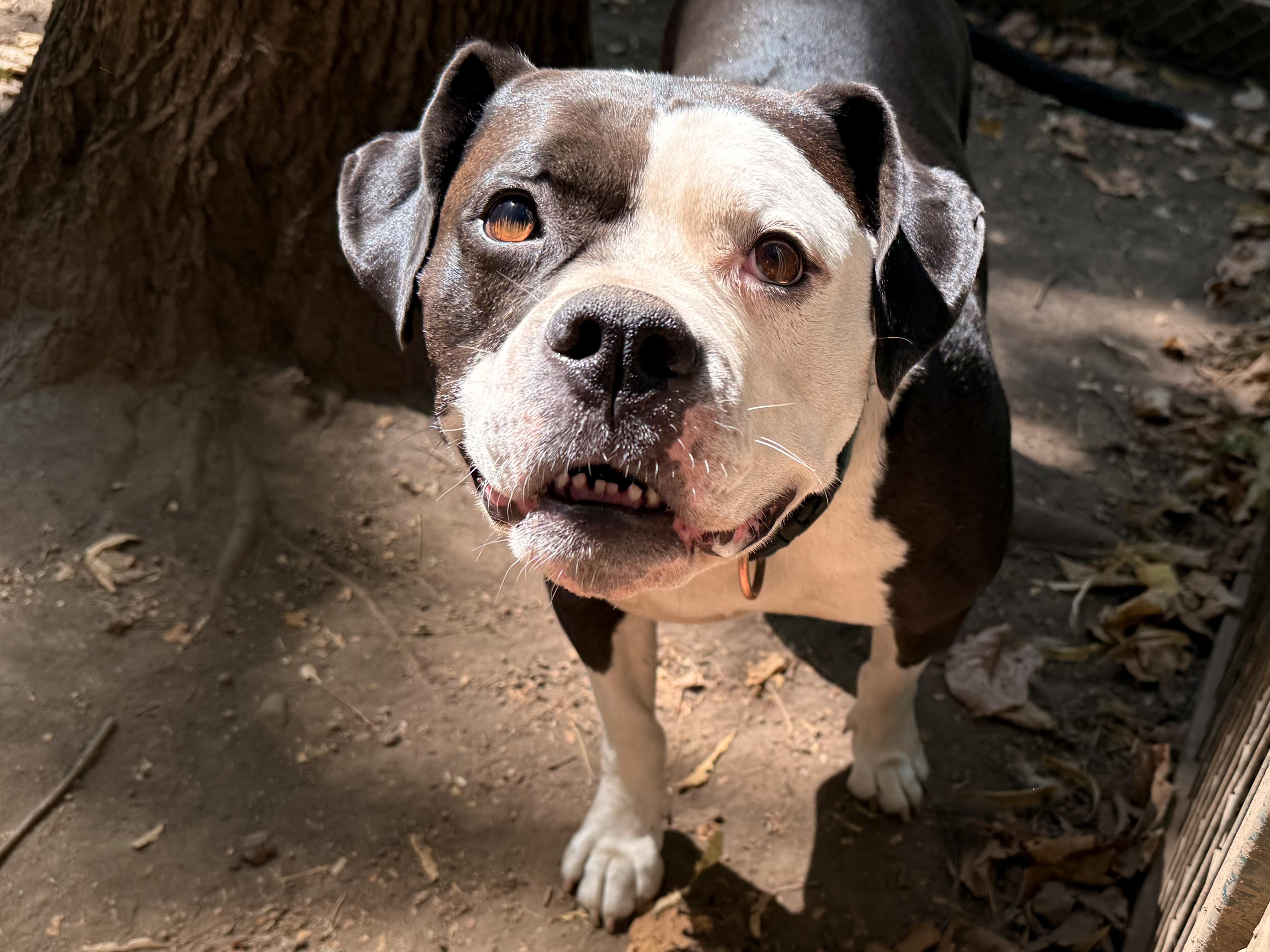 Enlarge Monkey, a Adoptable mixed breed in Addison, ON image 4/4