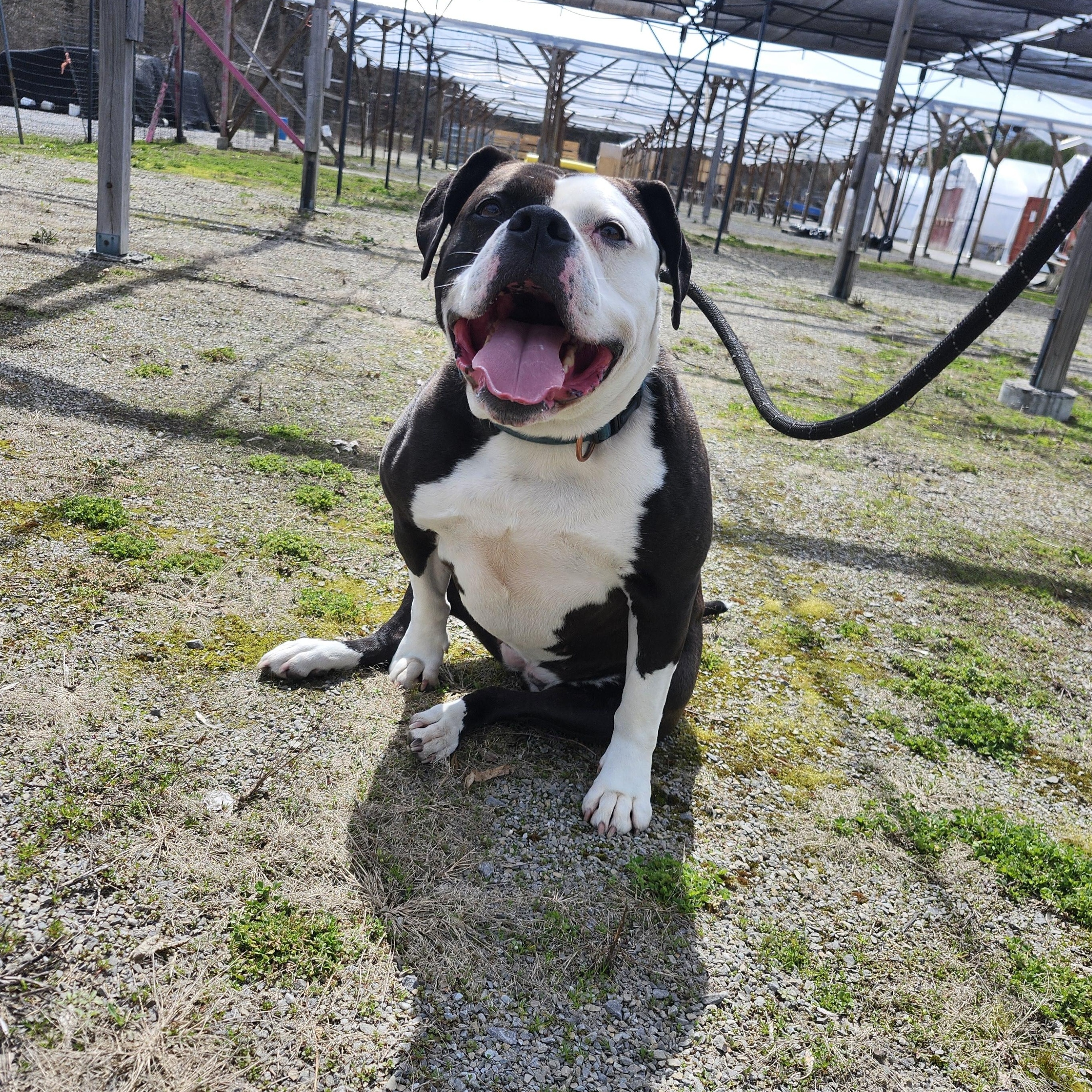 Monkey, Adoptable, Adult Female American Bully.