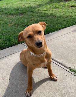 Enlarge Smiley, a Adopted mixed breed in West Lebanon, NH image 2/12